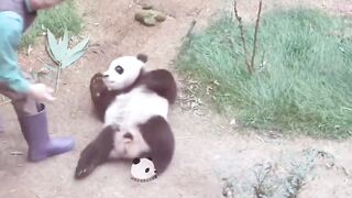 Panda cub tantrum ????