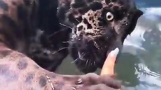 Predators exist  Hooman: boop