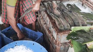 Fishinglife At Market