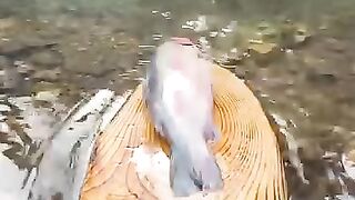 Waao eating fish in cool river its amazing