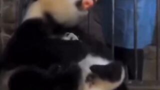 Pandas usually give birth to twins. However, they would neglect one and keep the other one close