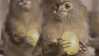 Pygmy Marmosets Enjoying Some Grapes