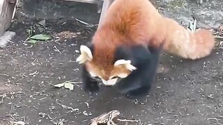 Red Panda fascinated by a passing frog