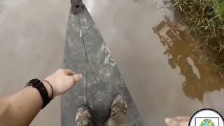 Anaconda Eaten Alive Men - Amazon Forest Part-2