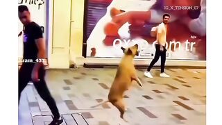 Dogi lavar
