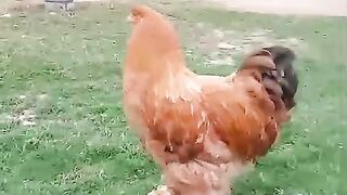 Green lawn and a hen