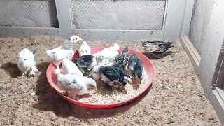 In the tray ll tray