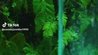 Mini nature aquarium