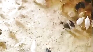 A farm of chicken