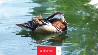 A duck-pond story