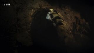Devoted hornbill couple turn nest into fortress ???? - Planet Earth III- BBC