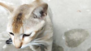 Cat relaxing comfortly
