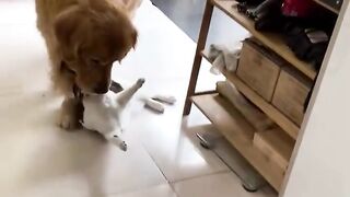 Cute video of pets