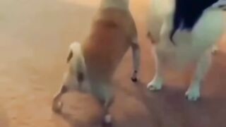 Funny Video