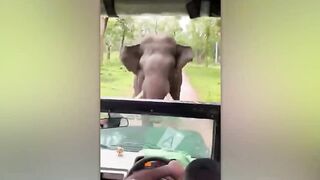 Incredible Animal Moments Caught On Camera!.