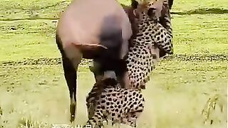 Animal Fighting to Survive