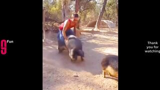 TRY NOT TO LAUGH ???? Best Funny Videos Compilation ???????????? Memes PART 176.