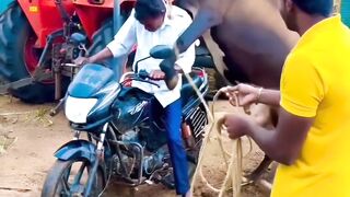 Funny cow on bike