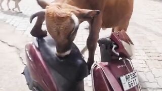 Funny animals on road
