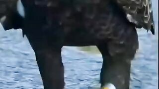 EAGLE ???? And ???? Fish