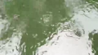 5 Syarat pembenihan ikan lele❗Harap penuhi dulu syaratnya, baru kalian jalankan