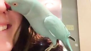 Cookie Cookie Parrot Song and Dance I like it