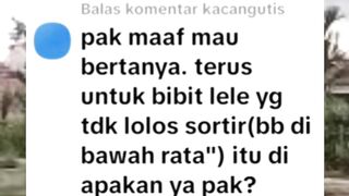 Bibit lele KUNTET / TUA baiknya kita apakan❓Dipelihara, Dibuang, atau Dipepes????❓