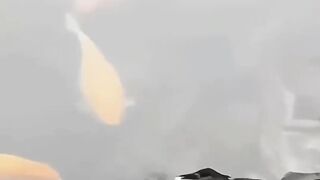 Bird catch fishes
