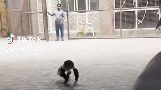 Animals love