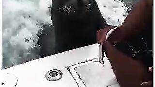 Sea lion