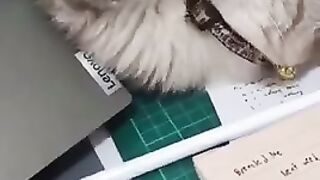 Cute cat