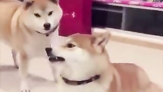 The Funniest Animals - Awesome funny animal life videos - funny animals #funnycats450