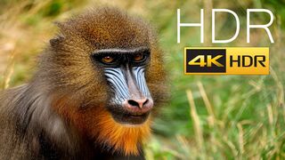 AFRICAN KINGDOM 4K HDR  60fps VIDEO WITH RELAXING MUSIC  _ ANIMAL KINGDOM 4K ULTRA HD VIDEO