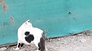 Beautiful cat