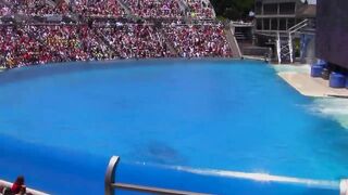 Seaworld SHAMU Killer Whale Show