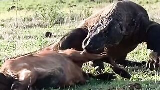 Animal super videos