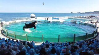 Killer Whale Show ???? Kamogawa Sea World