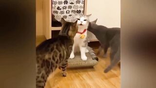 Funniest Animals Video - Best Cats and Dogs Videos