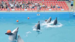 Show de Delfines - Recopilación de los mejores trucos. Vol 1