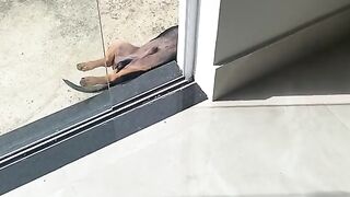 Discover Hilarious Dog Moments: Explore Funny Dog Videos & Pictures!"