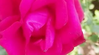 Beautiful weather and beautiful flowers-