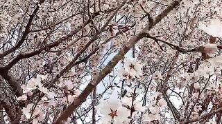 Cherry ???? blossom ????????????????