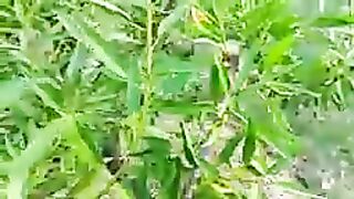 ALMOND FARMING IN PAKISTAN