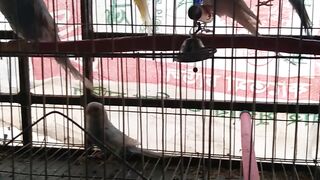 My cute birds ????????