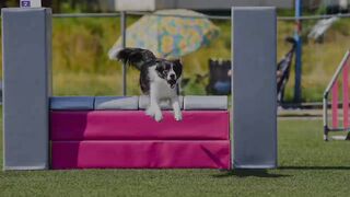 Moravia Open 2023???????? with border collie Astrid✨️