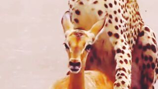 Cute ???? Animals Hunting