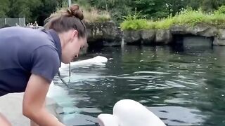 Top Ten Mind Blowing facts of Beluga Whales