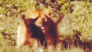 Animal hunting video