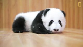 Raising Cute Pandas: It's Complicated | National Geographic