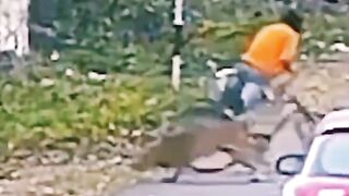 Leopard attack on man